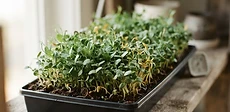 A close-up of vibrant green sunflower and radish microgreens growing in shallow black trays under bright purple and white LED grow lights.