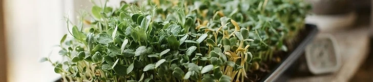 A close-up of vibrant green sunflower and radish microgreens growing in shallow black trays under bright purple and white LED grow lights.