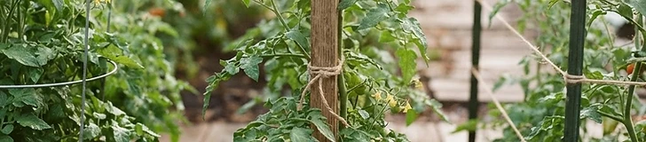 A close-up of a healthy tomato plant being carefully tied to a wooden stake with green garden twine in a sunlit raised garden bed.