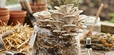 Close-up view of oyster mushrooms sprouting from a plastic bag filled with dark coffee grounds and light brown straw.