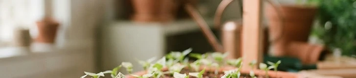 Close-up of vibrant green pepper seedlings growing in a plastic seed tray under bright white LED grow lights on a dark background.