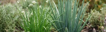 A close-up of vibrant green garlic chive stalks with small white star-shaped flowers growing in a raised garden bed.