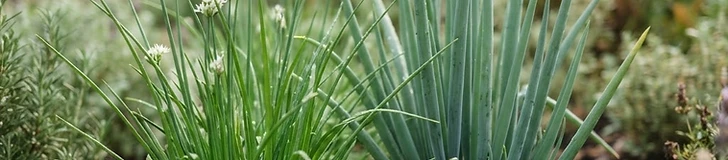 A close-up of vibrant green garlic chive stalks with small white star-shaped flowers growing in a raised garden bed.