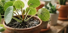 A close-up view of a person inspecting the underside of a green tropical houseplant leaf to check for insects using a small magnifying glass.