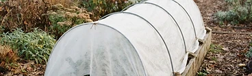 A raised garden bed covered with a white agricultural fleece supported by arched hoops on a crisp autumn morning.
