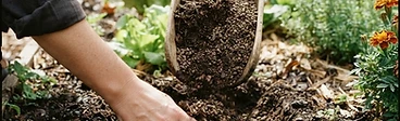 A wooden scoop of organic fertilizer and compost being worked into garden soil by hand.