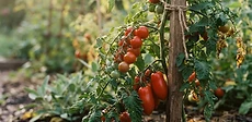 A wicker basket filled with a colorful mix of red cherry tomatoes and elongated, plum-shaped paste tomatoes sitting on a wooden garden table.