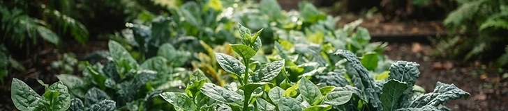 A close-up of vibrant Swiss chard and Malabar spinach leaves growing in a raised garden bed under a protective black shade cloth.