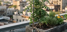 A close-up of a sturdy tomato plant tied with soft green garden twine to a bamboo stake inside a heavy ceramic terracotta pot on a sunny rooftop terrace.