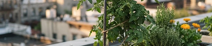 A close-up of a sturdy tomato plant tied with soft green garden twine to a bamboo stake inside a heavy ceramic terracotta pot on a sunny rooftop terrace.
