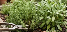 A close-up view of a gardener's hand using stainless steel snips to prune the top of a vibrant green basil plant in a sunny raised garden bed.