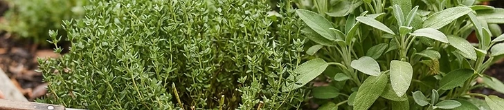 A close-up view of a gardener's hand using stainless steel snips to prune the top of a vibrant green basil plant in a sunny raised garden bed.