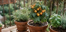 A close-up view of a person checking the soil moisture level of a terracotta potted herb plant on a sunny balcony garden.
