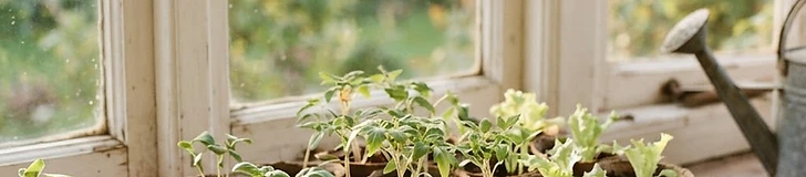 Seedlings sprouting in paper pots on a sunny windowsill.