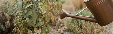 A close-up view of a garden hose nozzle spraying water onto dark, rich soil covered with a thick layer of wood chip mulch around the base of green plants.