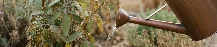 A close-up view of a garden hose nozzle spraying water onto dark, rich soil covered with a thick layer of wood chip mulch around the base of green plants.
