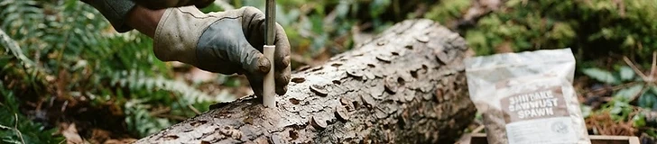 A pair of hands using a rubber mallet to tap wooden spawn plugs into holes drilled into a fresh oak log sitting on a wooden bench.