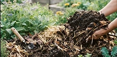 Close up of dark, rich garden soil with a thick layer of brown wood chip mulch and a few small green sprouts emerging.