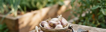 Close-up of a gardener holding large, dried garlic bulbs with intact papery skins and long, braided stems ready for storage.
