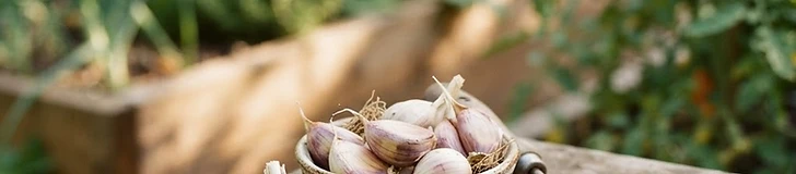 Close-up of a gardener holding large, dried garlic bulbs with intact papery skins and long, braided stems ready for storage.