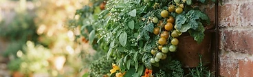 A sunny south-facing brick wall features a sturdy metal trellis covered in healthy, vining tomato plants and hanging cucumbers in a backyard setting.
