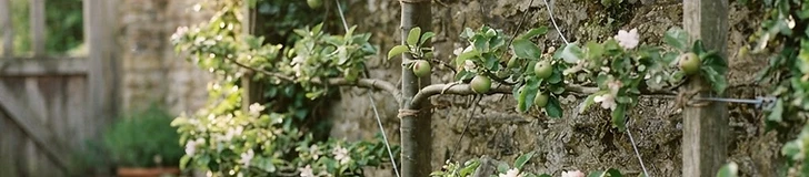 An apple tree trained into a flat horizontal pattern against a rustic wooden garden fence in a sunny backyard.