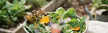 Garden-Fresh Salads: From Soil to Bowl in Minutes