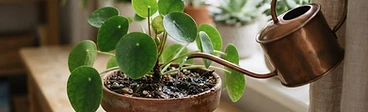 A close-up view of a hand testing the moisture of dark, rich potting soil in a white ceramic houseplant pot sitting on a wooden tabletop.
