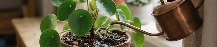 A close-up view of a hand testing the moisture of dark, rich potting soil in a white ceramic houseplant pot sitting on a wooden tabletop.