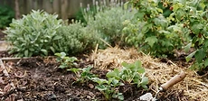 Close-up of a gardener hands gently placing a bare-root strawberry plant into rich, dark garden soil in a raised bed.