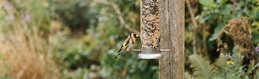 A close-up of a wooden platform bird feeder filled with sunflower seeds mounted on a clean metal pole in a sunny backyard.