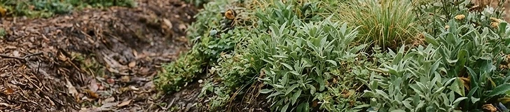 A close-up view of a garden swale lined with dark wood mulch and native plants, showing a gentle slope designed to catch rainwater.