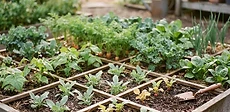 A close-up of a wooden square-foot garden bed showing various stages of vegetable growth with fresh compost being added to an empty square.