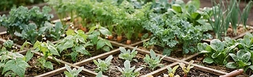 A close-up of a wooden square-foot garden bed showing various stages of vegetable growth with fresh compost being added to an empty square.