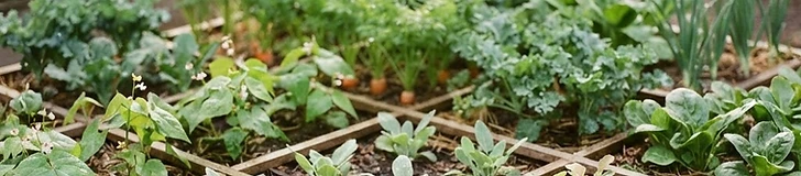 A close-up of a wooden square-foot garden bed showing various stages of vegetable growth with fresh compost being added to an empty square.