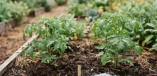 A close-up of a gardener's hands holding a handful of rich, dark brown organic compost next to a bag of granular fertilizer on a wooden potting bench.