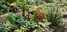 A diverse tropical garden bed featuring lush green vegetable rows at varying stages of growth under a bright morning sun.