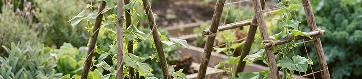 A gardener setting up a tall bamboo teepee trellis in a raised bed garden, with young bean plants growing at the base.