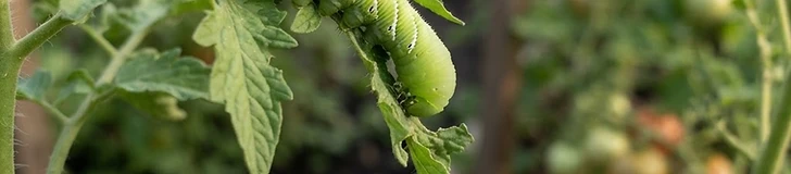 A close-up view of a large green tomato hornworm resting on the stalk of a healthy, leafy tomato plant in a sunny vegetable garden.