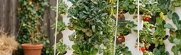 A sleek white hydroponic tower stands on a small urban patio, filled with vibrant green lettuce and ripe red strawberries.
