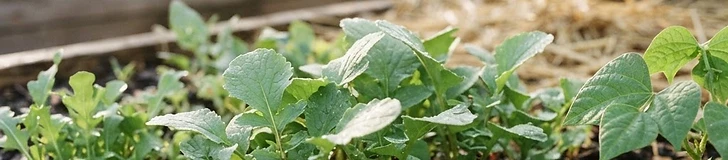 A close-up of a gardener's hands pulling a bright red radish from dark, moist soil in a backyard garden bed.