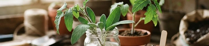 A close up view of a tomato sucker being cut from a main stem with gardening shears near a clear jar of water.