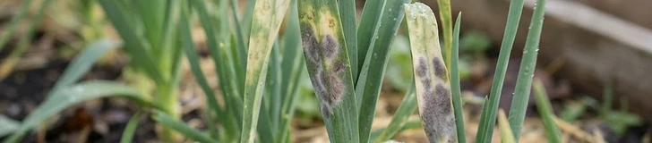 Close up of an onion plant showing yellowed, spotted leaves with a slight fuzzy gray texture indicative of fungal disease in a home garden.