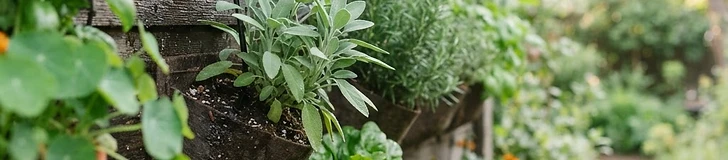 A close-up of a drip irrigation tube snaking through a green vertical wall planter with lush leafy greens.