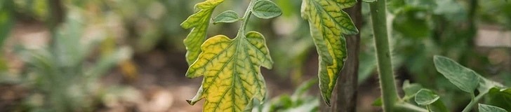 Close-up of a tomato plant leaf showing signs of yellowing edges and mild curling in a backyard garden setting.