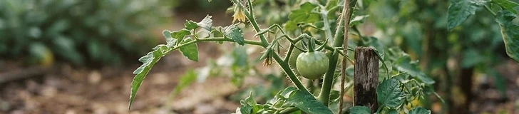 A close-up view of a gardener's hands holding organic granular fertilizer near the base of a young tomato plant in a raised garden bed.