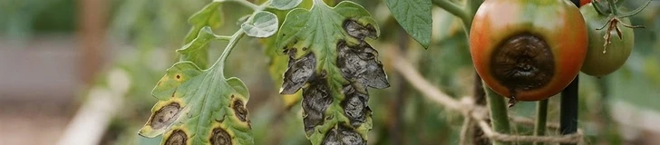 Close-up of a hand inspecting a tomato leaf showing brown spots and a healthy red tomato growing on a vine in a garden.