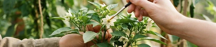 A close-up of a gardener using a small soft paintbrush to gently pollinate the center of a white bell pepper flower in a greenhouse.