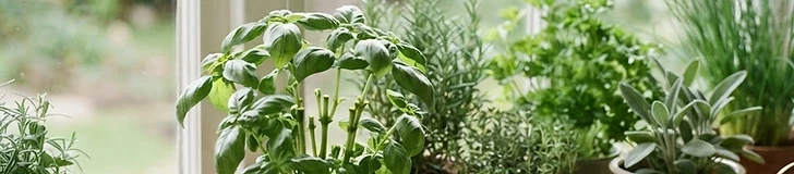 Mastering the Harvest: How to Prune Herbs for Bushier, More Productive Plants