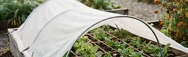 A close-up view of a raised wooden garden bed covered with white, translucent garden fleece secured over wire hoops.